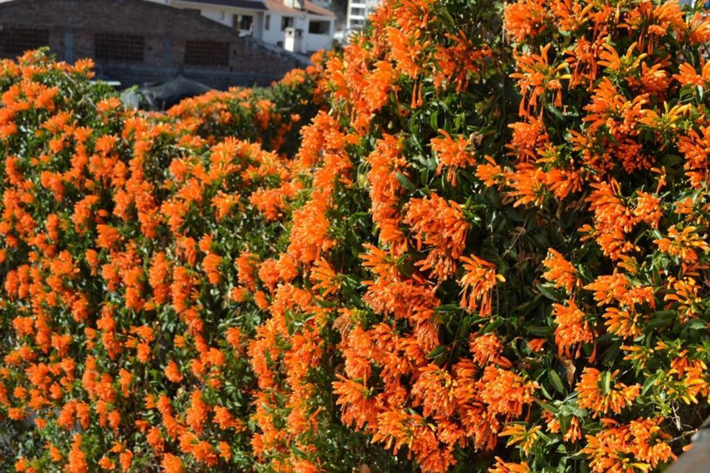 Casa Colonial En Salta Nueva Y Antigua Apartman Kültér fotó